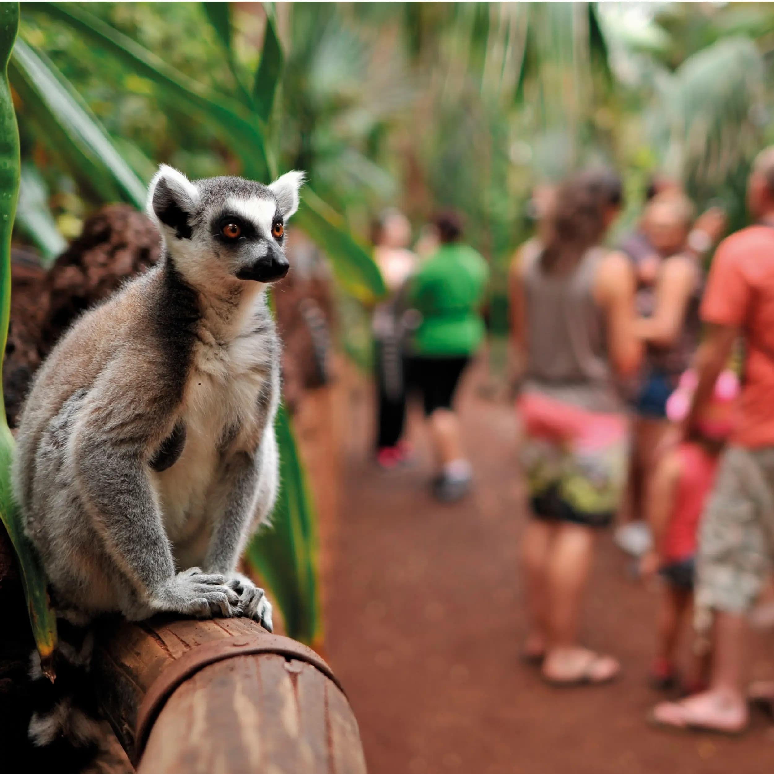 Lemur experience