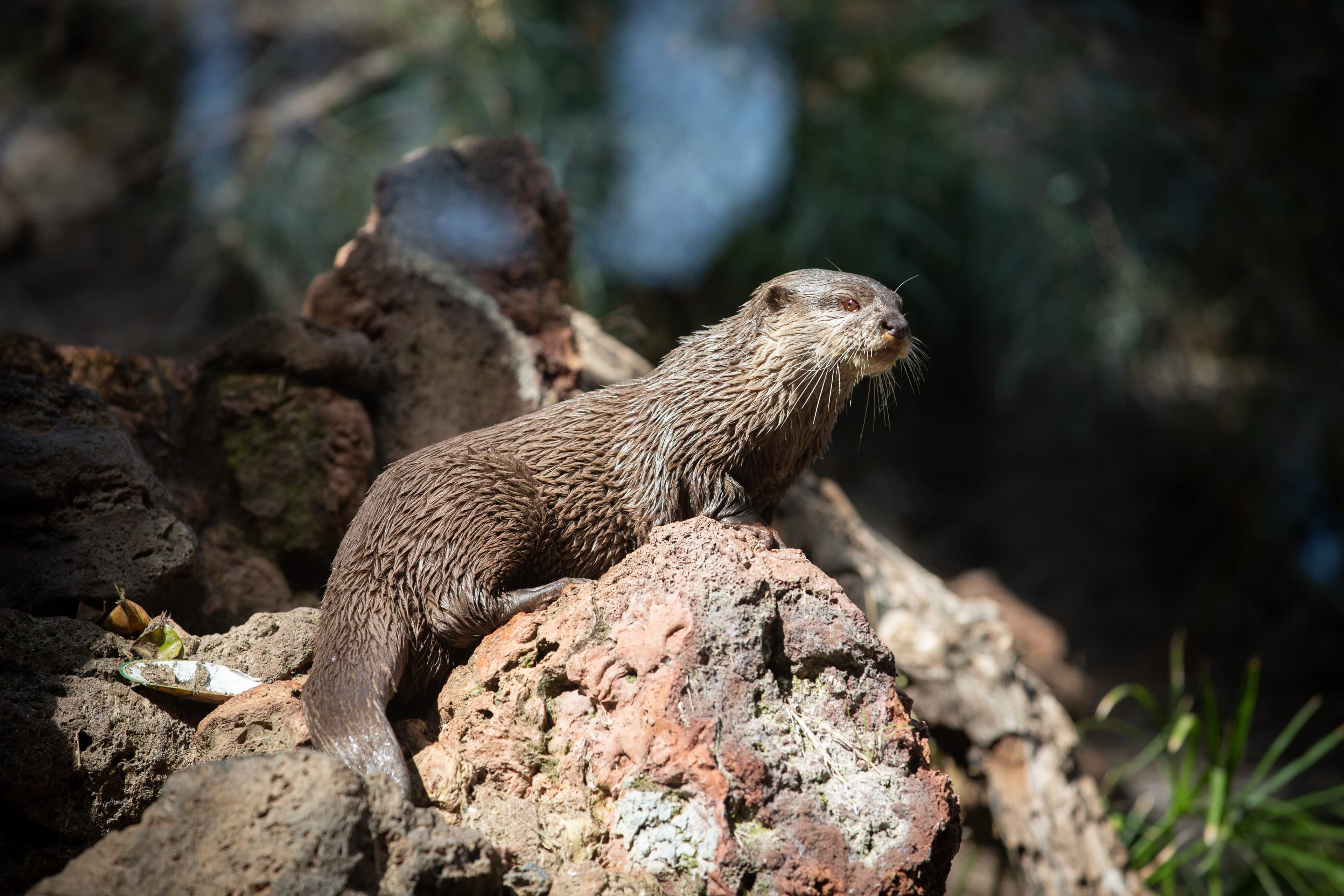 Charla de principios básicos de Jardinería